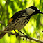 White ckeeked Honeyeater