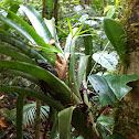 Palmito