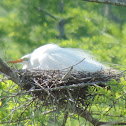 Great Egret