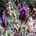 Spanish Lavender