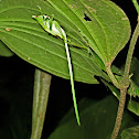 Katydid