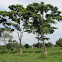 Arbol