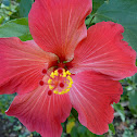Rosemallow