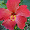 Rosemallow