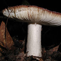 Fragile Russula