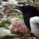 Skata (European Magpie)