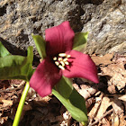 Red Trillium