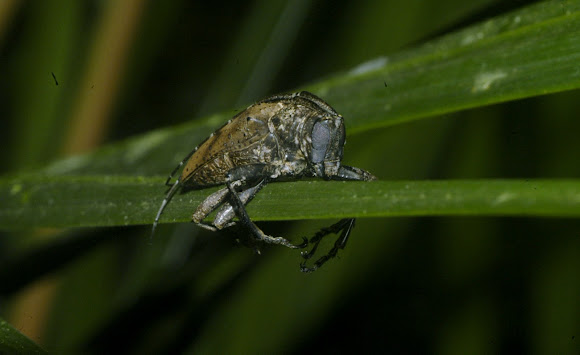 Spotting Image 1