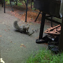 Eastern Gray Squirrel