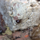 False widow