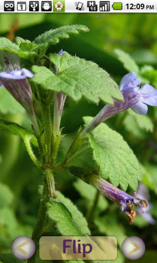 Foraging Flashcards: Summer