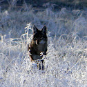Coyote