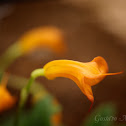 Masdevalia de Gualaceo