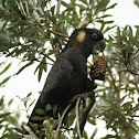 Yellow-tailed Black-Cockatoo