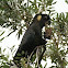 Yellow-tailed Black-Cockatoo