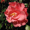 Camellia