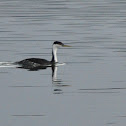 Western Grebe