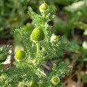 Pineapple weed.