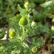 Non-Native Plants Of The Sugar River Area.