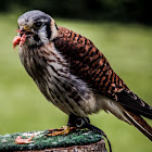 American Kestrel (female)