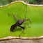 Crusader Bug