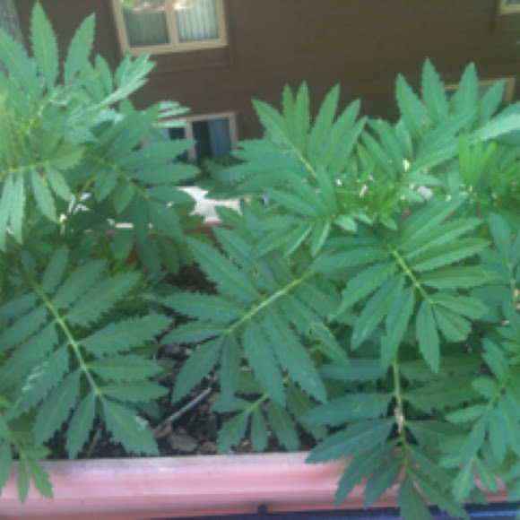 Spotting Image 1