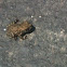 Blanchards Cricket Frog