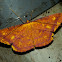 Geometridae, Desmobathrinae - Eumelea sp