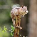 Golden-mantled Ground Squirrel
