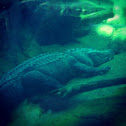 American alligator