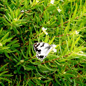 [Melanargia lachesis]