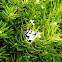[Melanargia lachesis]