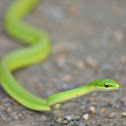 Rough green snake