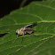 Possibly Microphthalma europaea