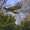 Red-Tailed Hawk