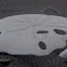 Sand dollar