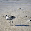 Black-bellied Plover