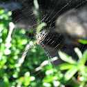 Hawaiian Garden Spider