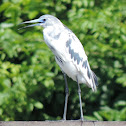 Little Blue Heron (immature)