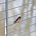 Barn Swallow