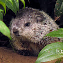 Woodchuck, Groundhog