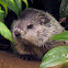 Woodchuck, Groundhog