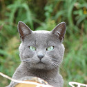 Gato