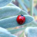 Spotless Lady Beetle