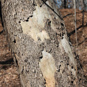 American Sycamore