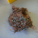 Bird's nest