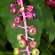 Pokeweed