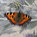 Small Tortoiseshell (wings opened)