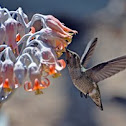 Anna's Hummingbird