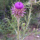 Canada Thistle